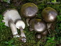 Hygrophorus camarophyllus